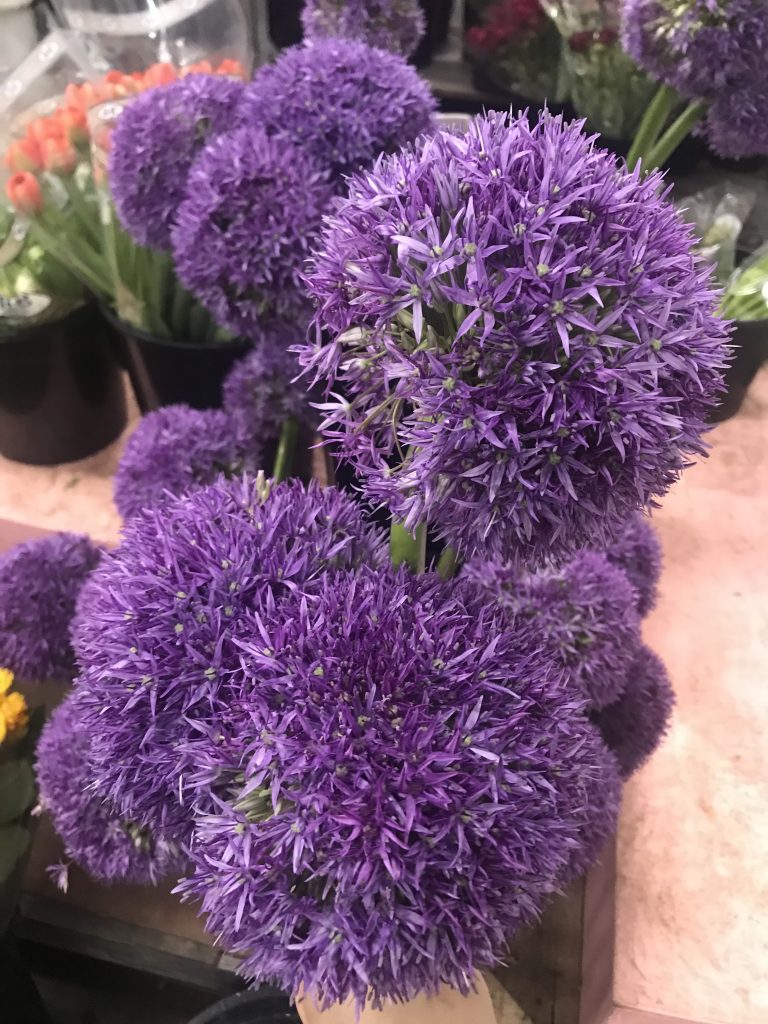 Allium Santospirito Flowers & Wholesalers