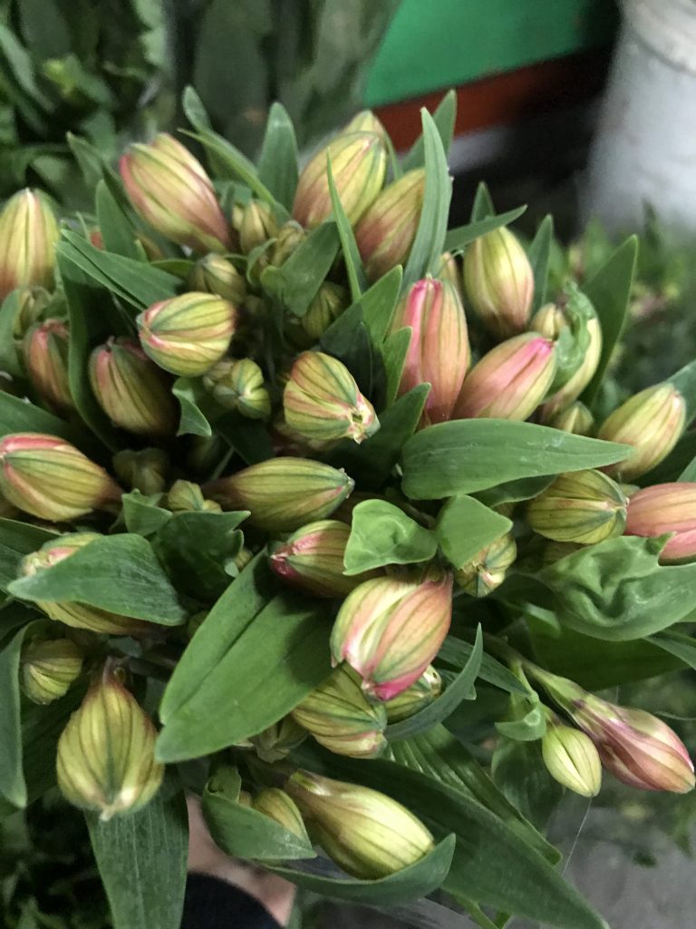 Alstromeria Santospirito Flowers & Wholesalers