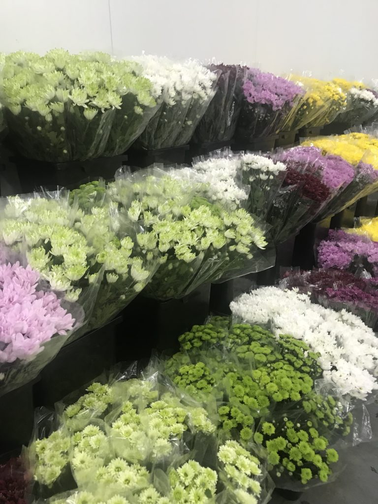 Chrysanthemums Santospirito Flowers & Wholesalers
