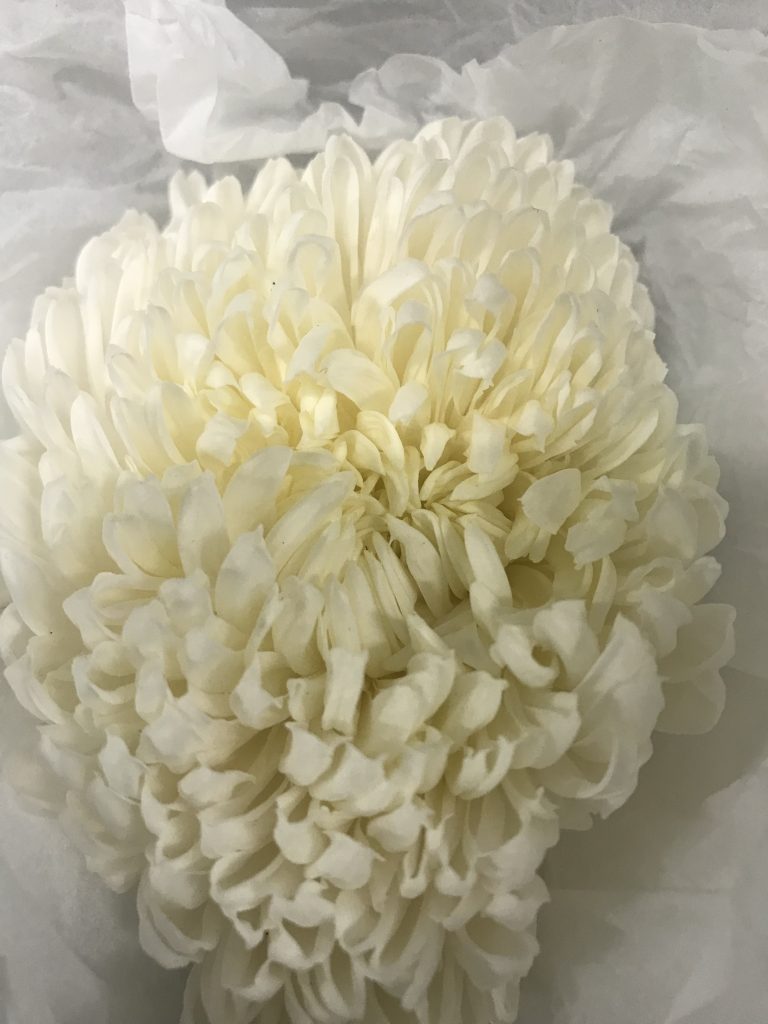 Disbuds Mums Santospirito Flowers & Wholesalers