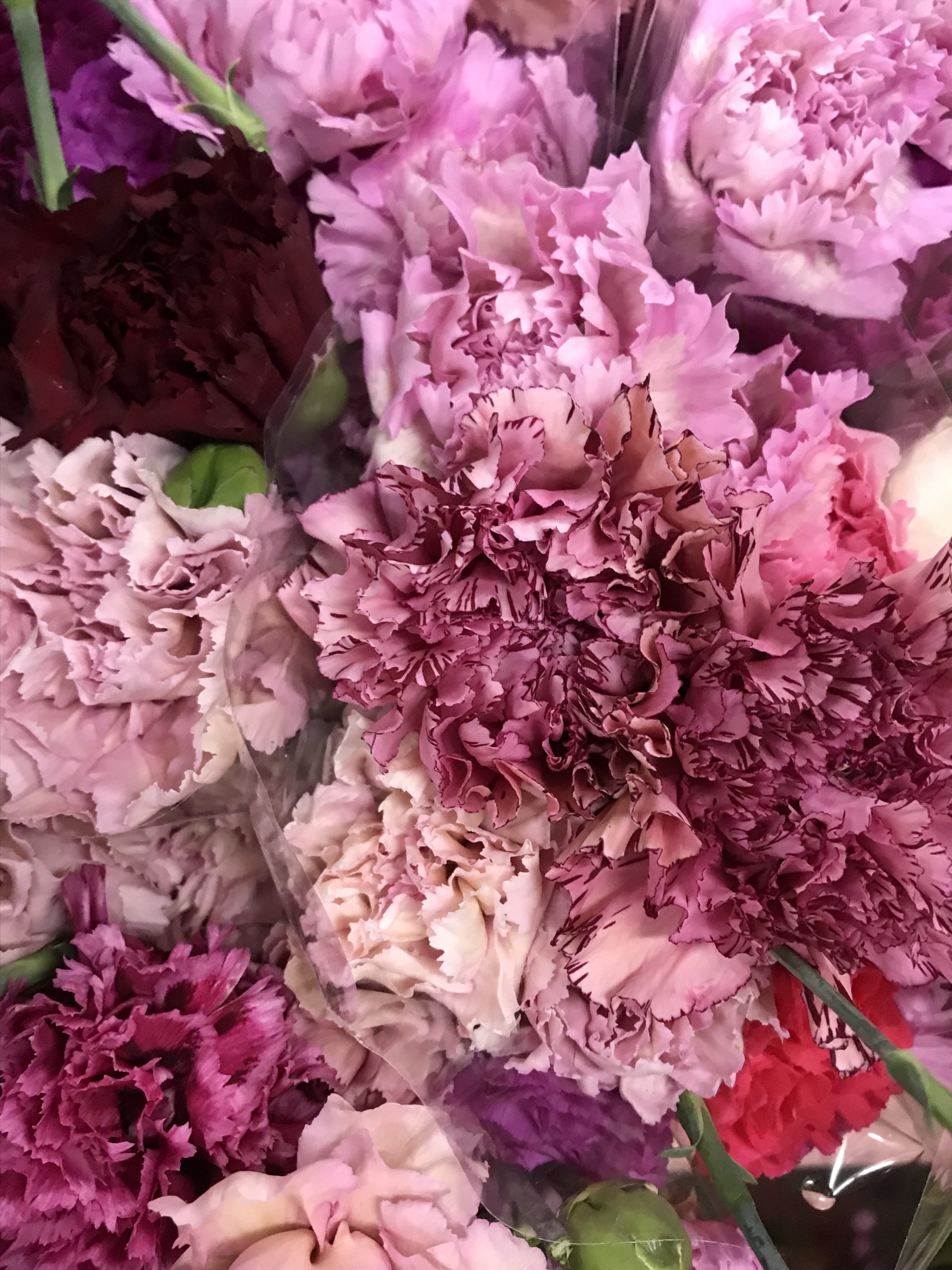 Carnations Sims Santospirito Flowers & Wholesalers