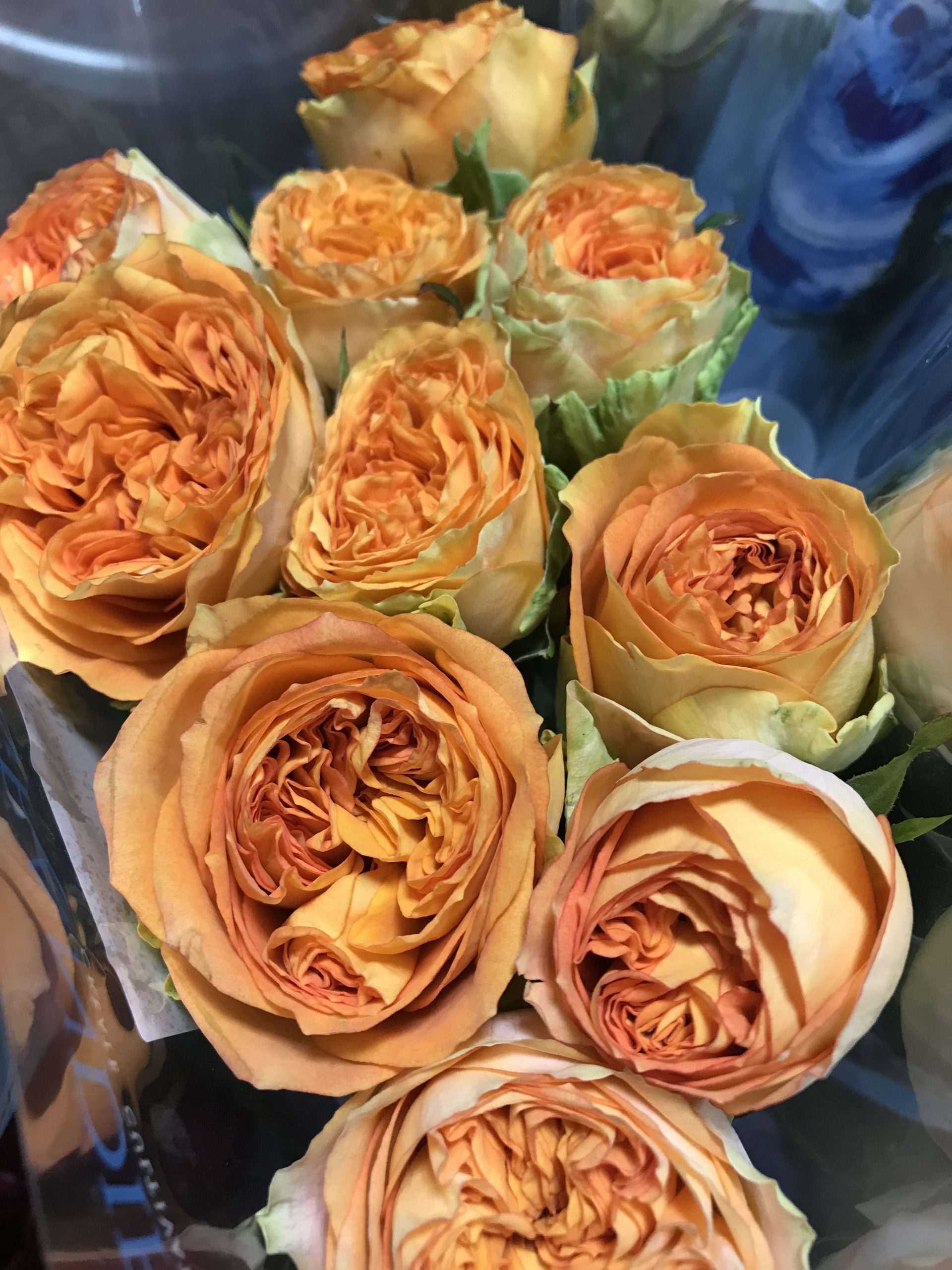 Roses Santospirito Flowers & Wholesalers