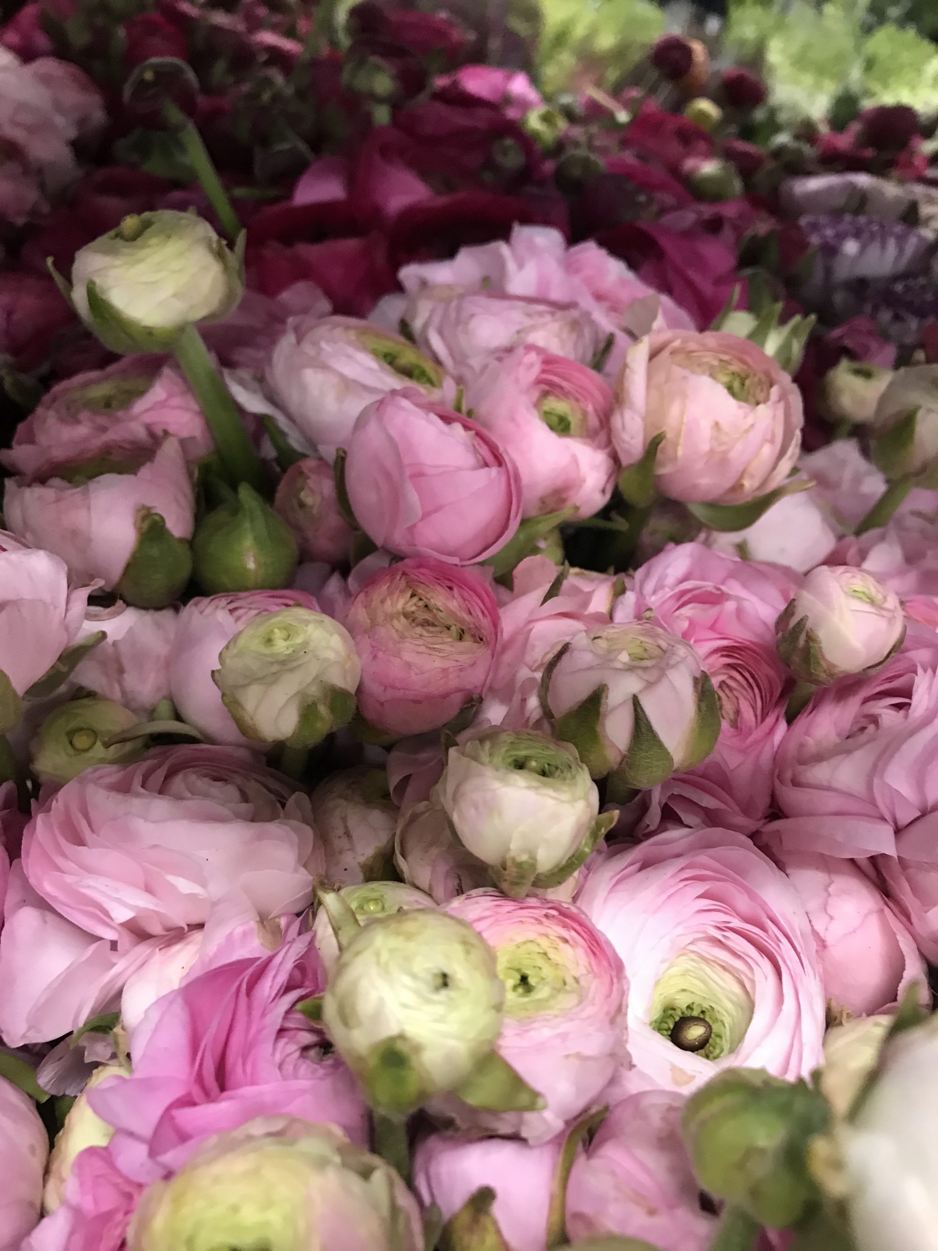 Ranunculus Santospirito Flowers & Wholesalers