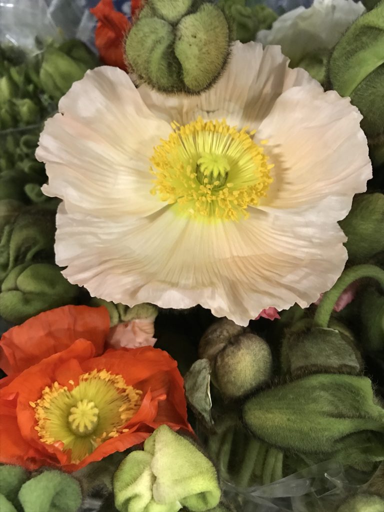 Poppies Santospirito Flowers & Wholesalers