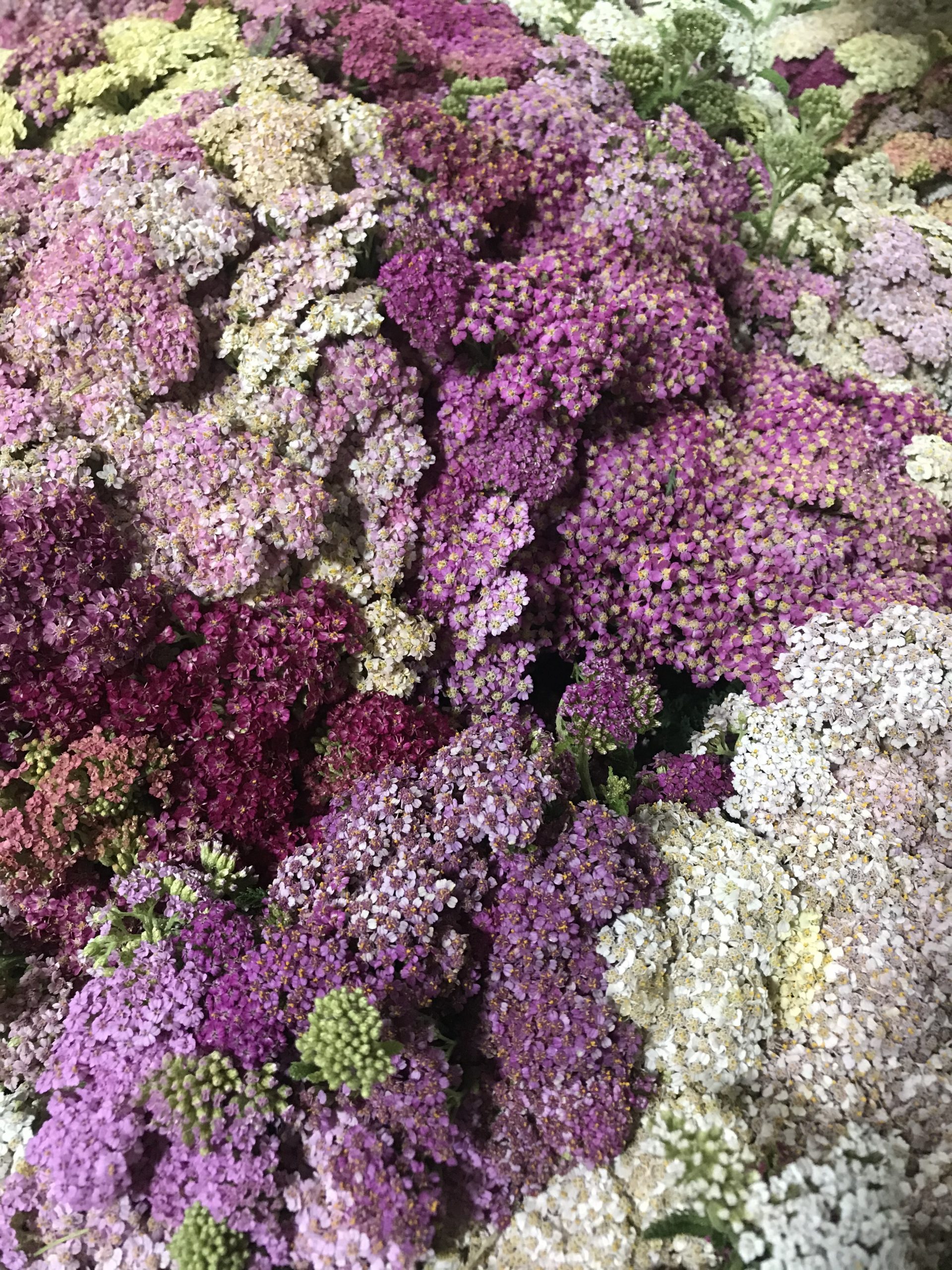 Achillea Santospirito Flowers & Wholesalers