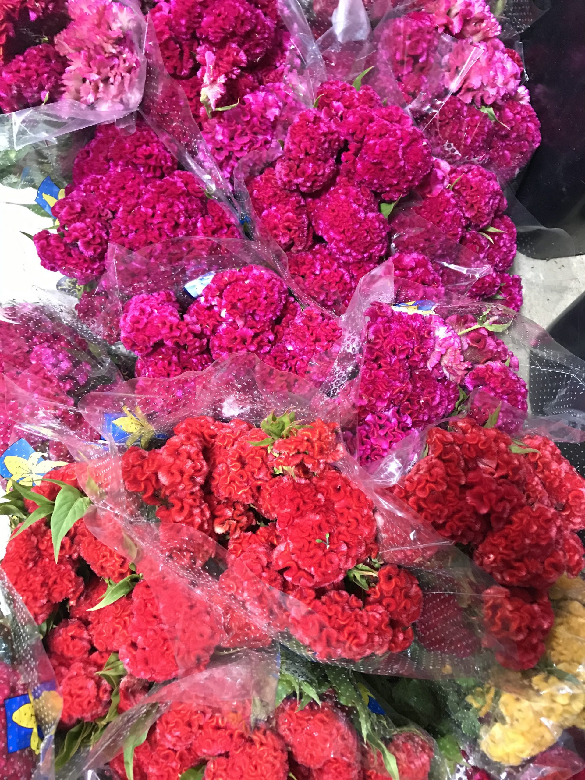 Celosia Santospirito Flowers & Wholesalers