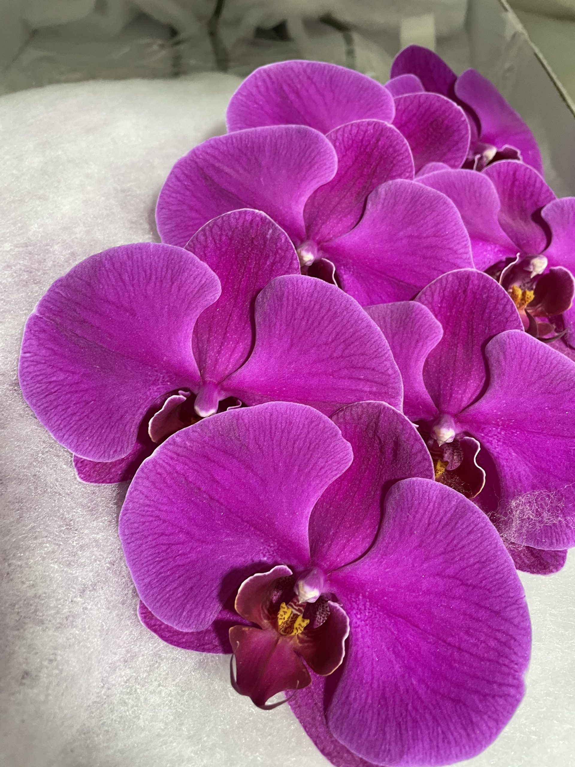 Phalaenopsis Santospirito Flowers & Wholesalers