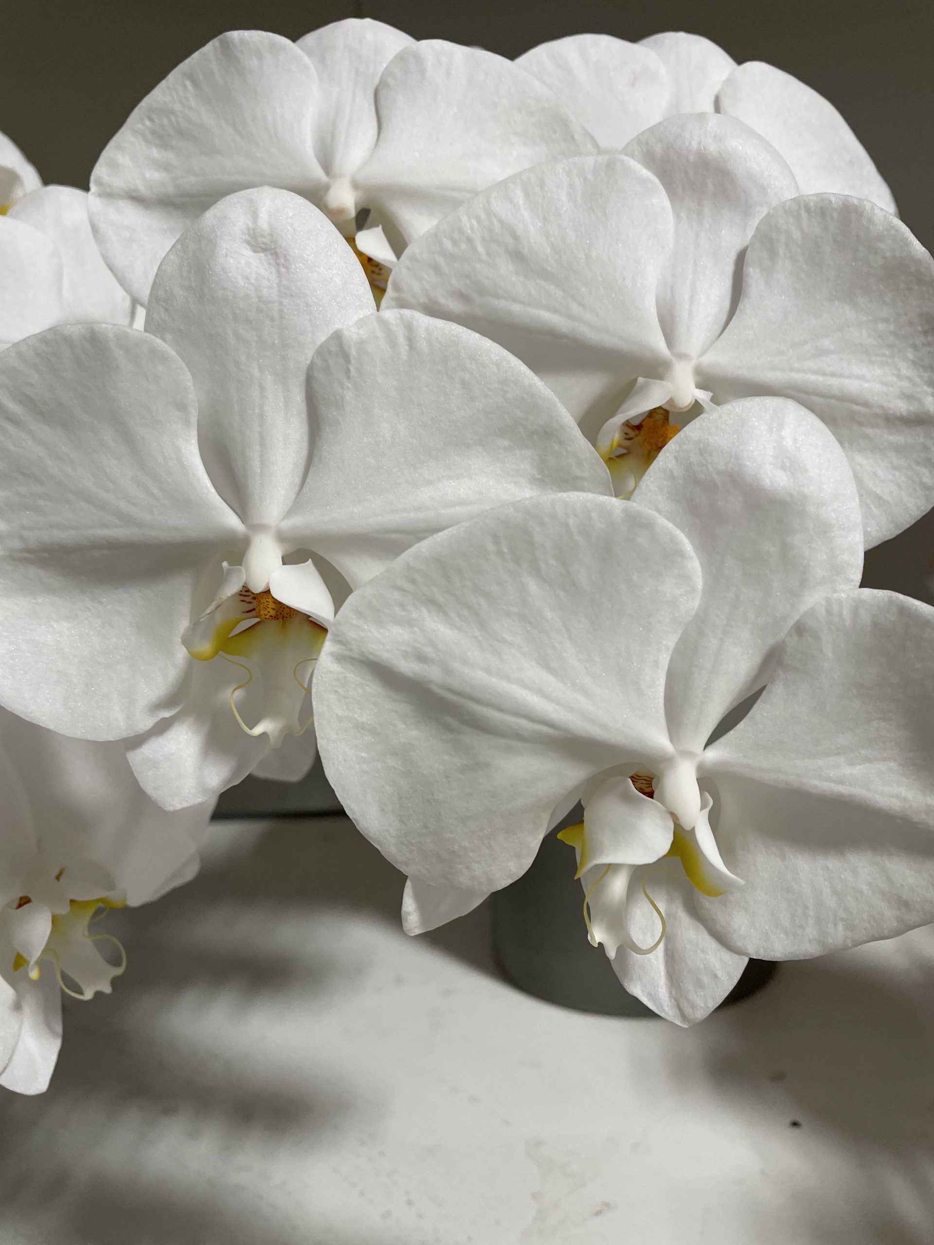 Phalaenopsis Santospirito Flowers & Wholesalers
