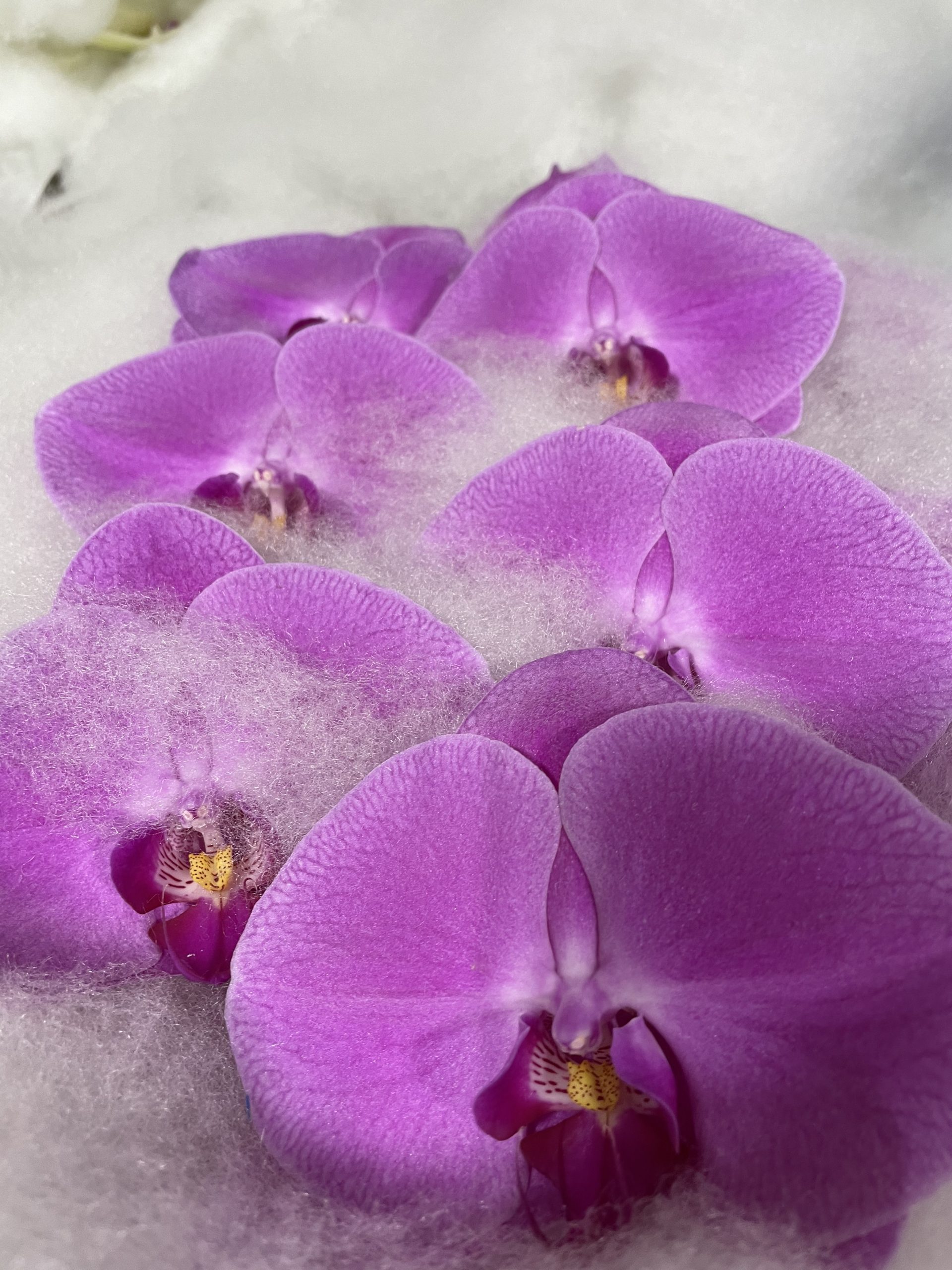 Phalaenopsis Santospirito Flowers & Wholesalers